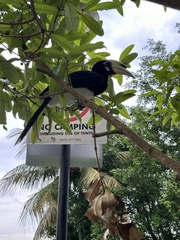 Anthracoceros albirostris