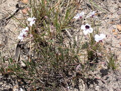 Pelargonium tricolor