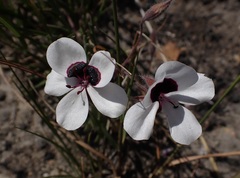 Pelargonium tricolor