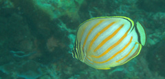 Chaetodon ornatissimus