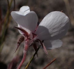 Pelargonium tricolor