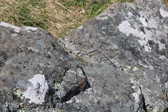 Oligosoma polychroma