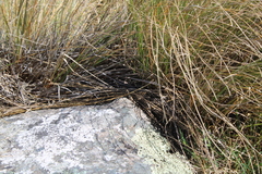 Oligosoma polychroma