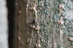 Anthicidae