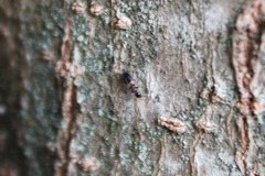 Anthicidae