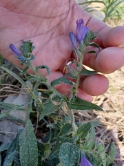 Echium