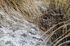 Oligosoma polychroma