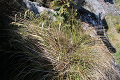 Anthoxanthum redolens