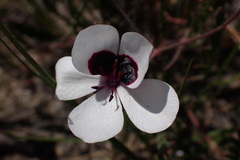 Pelargonium tricolor