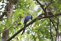 Dicrurus leucophaeus