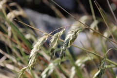 Anthoxanthum redolens