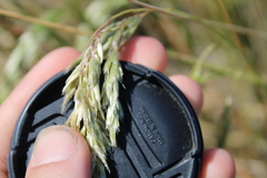 Anthoxanthum redolens