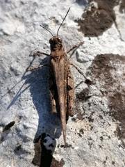 Acrotylus