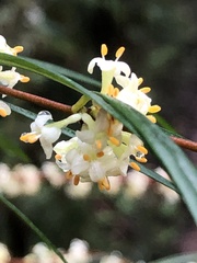 Pimelea axiflora
