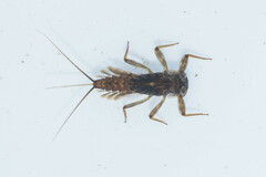 Ecdyonurus