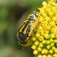 Acmaeodera amplicollis