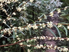 Pimelea axiflora