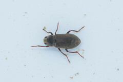 Pomatinus substriatus