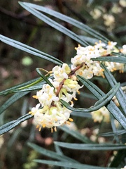 Pimelea axiflora