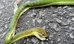 Trimeresurus albolabris