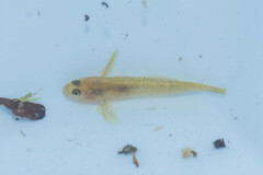 Padogobius bonelli