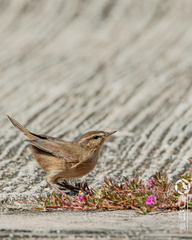 Phylloscopus fuscatus