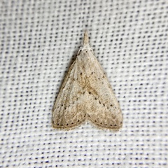 Meganola brunellus