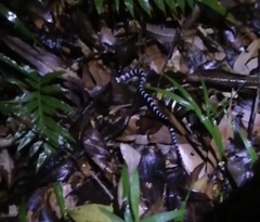 Bungarus multicinctus