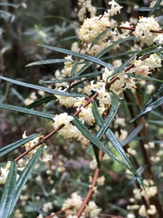 Pimelea axiflora