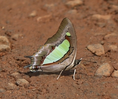 Polyura bharata