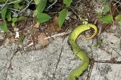 Trimeresurus albolabris