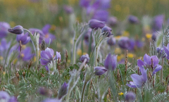 Pulsatilla turczaninovii