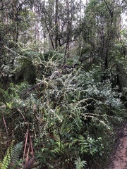 Pimelea axiflora