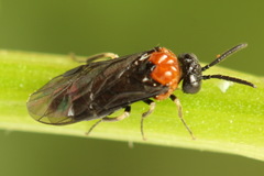 Eutomostethus ephippium
