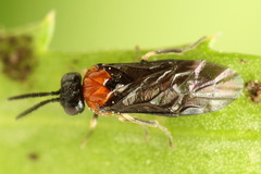 Eutomostethus ephippium