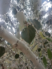 Populus alba