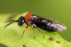 Eutomostethus ephippium