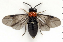 Eutomostethus ephippium