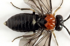 Eutomostethus ephippium