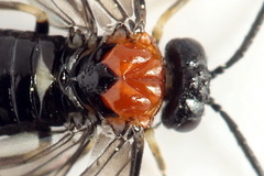 Eutomostethus ephippium