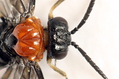 Eutomostethus ephippium