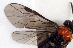 Eutomostethus ephippium