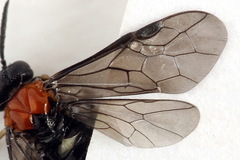 Eutomostethus ephippium