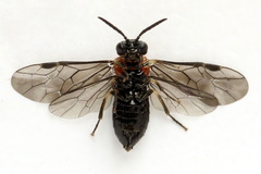 Eutomostethus ephippium