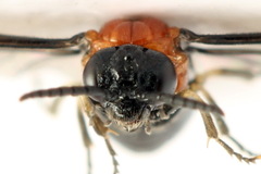 Eutomostethus ephippium