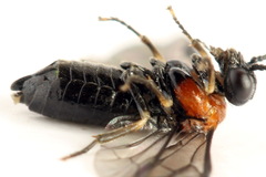 Eutomostethus ephippium