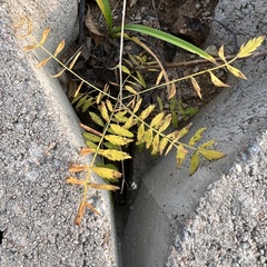 Xanthoceras sorbifolium