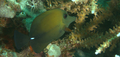 Zebrasoma scopas