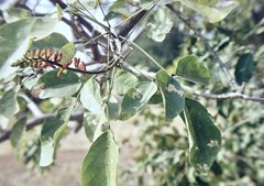 Erythrina poeppigiana