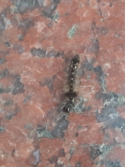Acronicta rumicis